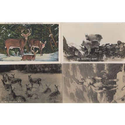 New Zealand Red Deer Mountain Goat 4x Old Postcard s