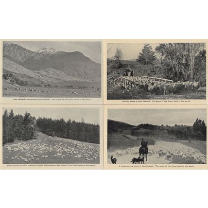 New Zealand Sheep Grazing 4x Antique Postcard s