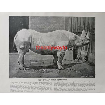 African Black Rhino (Regents Park, Now London Zoo), Book Illustration, c1895