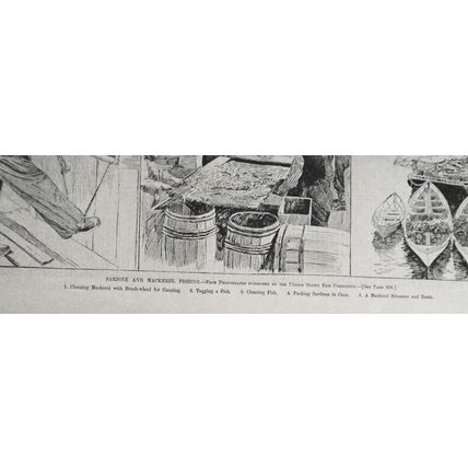 Sardine And Mackerel Fishing - Harper's Weekly - March 23, 1889