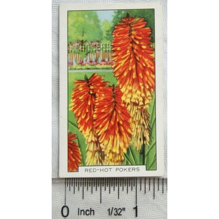 1938 Gallaher's Garden flowers No. 37 Red-hot Pokers