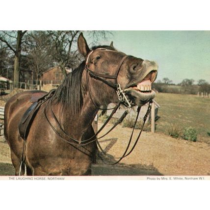 Northaw Laughing Horse Hertfordshire Postcard