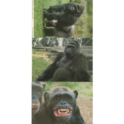 Vampire Chimpanzee Rescue Centre Gorilla 3x Postcard s