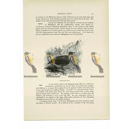 Madagascar Kagu, Animal Book Illustration (Print) , c1916
