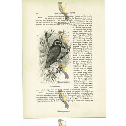 Red Headed Barbet, Animal Book Illustration (Print), c1916