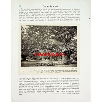 Burnham Beeches, Buckinghamshire, UK, Book Illustration, c1920
