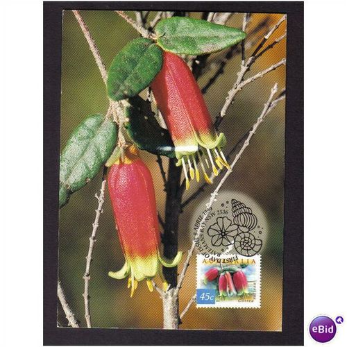 1999 AUSTRALIA FDI POSTCARD NATIVE FUSHIA AIRMAIL / UK