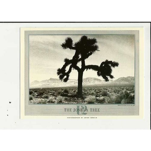 THE JOSHUA TREE Athena Postcard (334303)