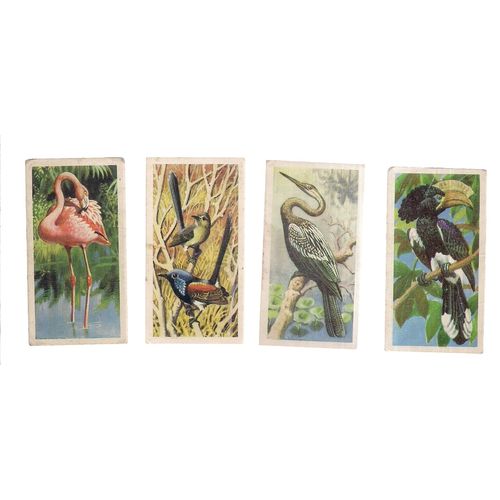 24 x TROPICAL BIRDS tea cards by Brooke Bond Tea as seen =