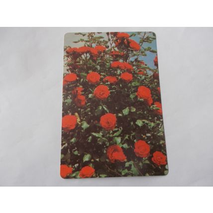 WEBBS GARDENING CARDS (ROSES) NO 5 (24/12)