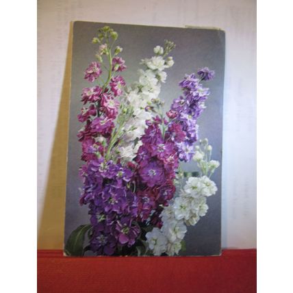 STOCKS flowers. used postcard 1965 postmark J Arthur Dixon =