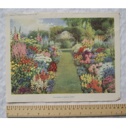 1939 Amateur Gardening illustration - Twin Borders of Perennial Flowers