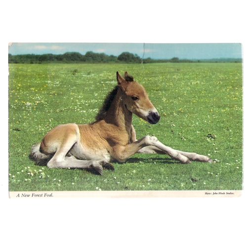 NEW FOREST FOAL. used vintage postcard by John Hinde 1977 postmark =