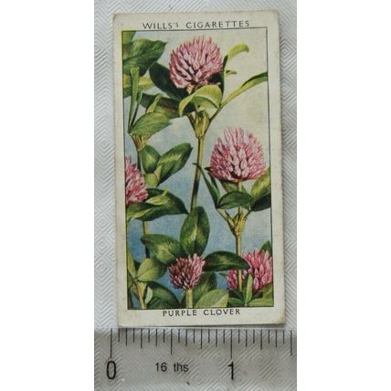 1937 Wills Wild Flowers 2nd series No. 10 Purple Clover