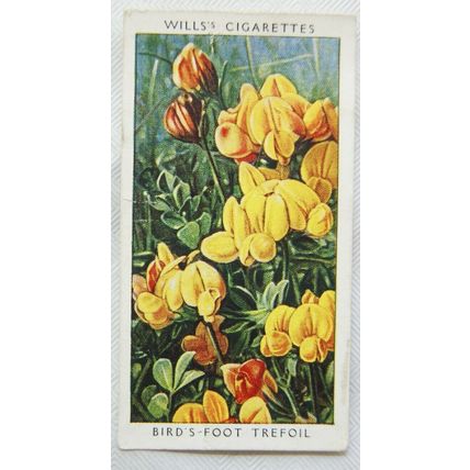 1937 Wills Wild Flowers 2nd series No. 11 Bird's Foot Trefoil