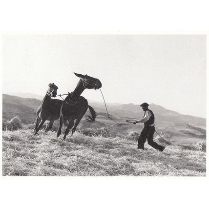 Gotthard Schuh Sicile Horse Lassoo Farmer Real Photo Postcard