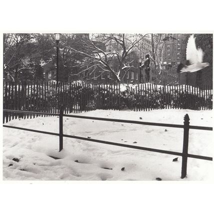 Jean Francois Guerry American Seagull In The Snow Photo Postcard