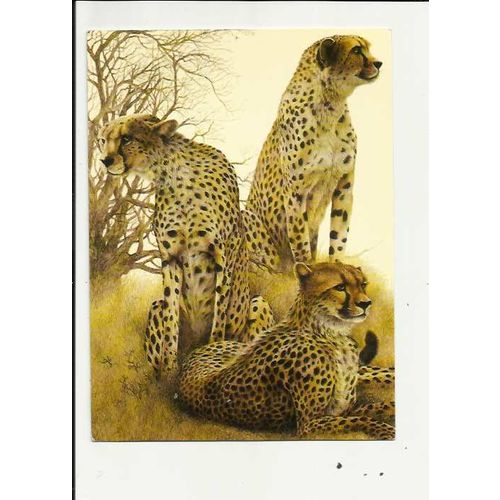 CHEETAHS (Jan Huston) Athena Postcard (9411)