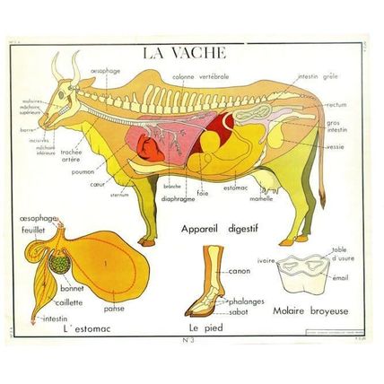 The Cow Cattle Vache Skeleton Farm Old School Chart Educational Postcard
