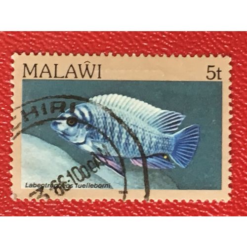 Malawi 1984 5t Blue Mbuna Used SG 690 Sc 429 fish stamp postage cichlid #2