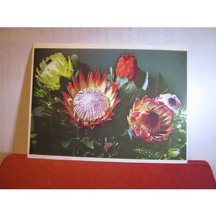 BOUQUET OF PROTEAS FLOWER, SOUTH AFRICA used postcard 1982 pm =