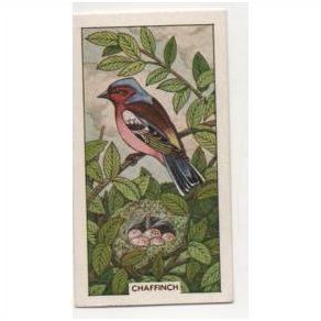 British Birds & their nests Sunlight soap trading card # 7 Chaffinch