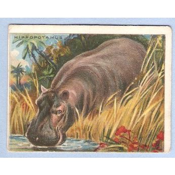 Tobacco Card ~ Company: American Tobacco Company Brand: Hassan Cork Tip Ci~52