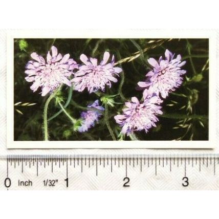 1989 Grandee Britain's Wild Flowers 16 Field Scabious