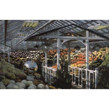 Hamilton Annual Mum Show Green Houses Canadian Postcard