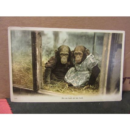 YOUNG CHIMPANZEES unused antique postcard =