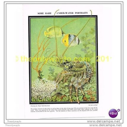 RARE UNDERWATER PORTRAITS BY ELIE CHEVERLANGE, Book Illustration, c1953