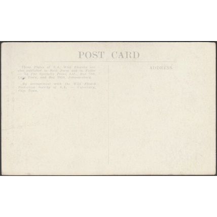 Berg Lily, George Lily, Vallota Purpurea, c.1920s - Specialty Press Postcard