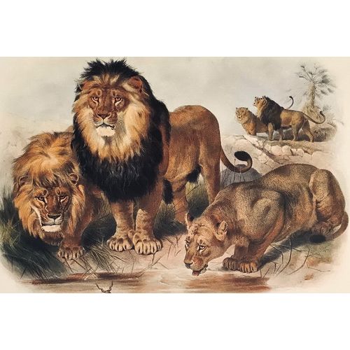 LION antique Print Lithograph Audubon Animal Art Decor Orig Wall Art To Frame