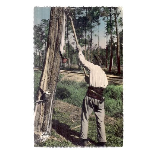 FOREST OF LANDES, FRANCE used vintage postcard =