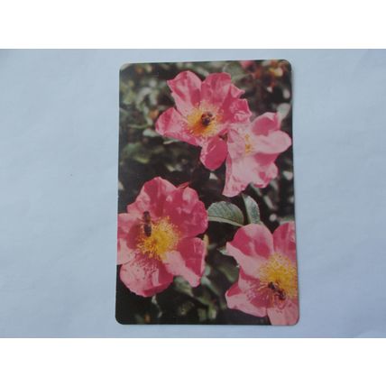 WEBBS GARDENING CARD /JAPENESE ROSES (12) (21/06)