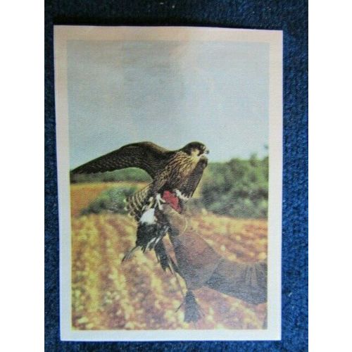 Unusual Sports 1968 ~ Jacques Chocolates Belgium Sports Sticker Variants (e9)
