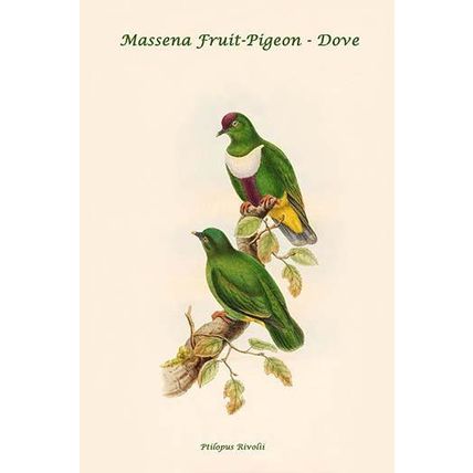 Ptilopus Rivolii - Massena Fruit-Pigeon - Dove 12 x 18 Poster