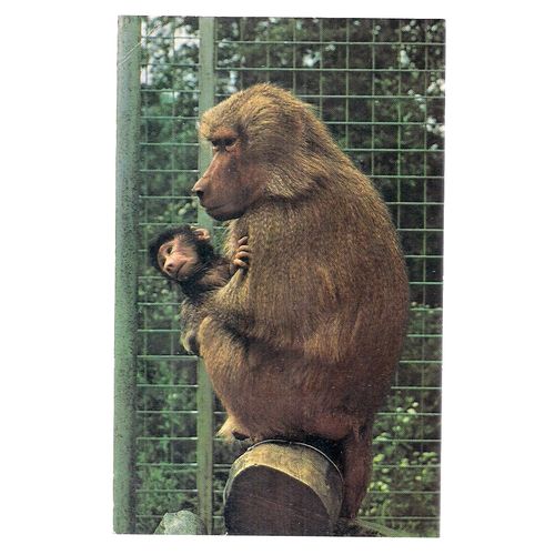 HAMADRYAS BABOONS.. AT COLCHESTER ZOO, KENT. unused vintage postcard /