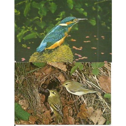 Animals BIRDS 16 Postcards by J. Salmon