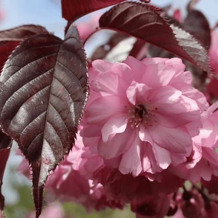 Cherry Blossom Tree Plant Dwarf Japanese Patio 'Royal Burgundy' Garden Ready