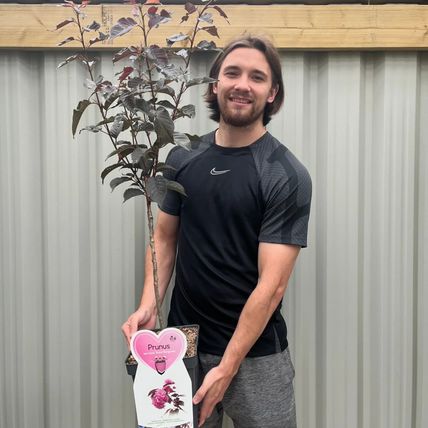 Cherry Blossom Tree Plant Dwarf Japanese Patio 'Royal Burgundy' Garden Ready