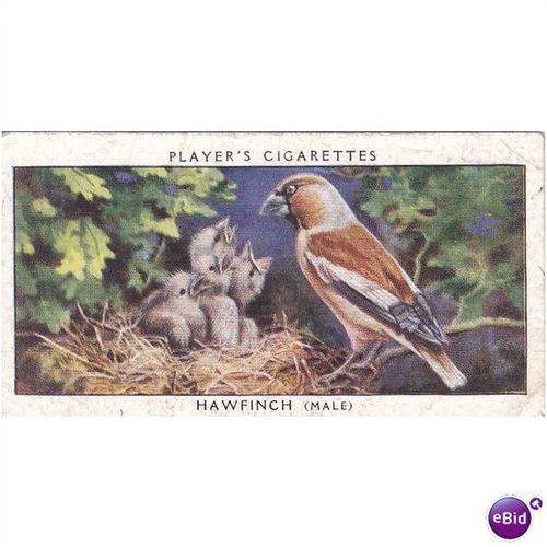 Players Birds & Their Young Card No. 19 Hawfinch