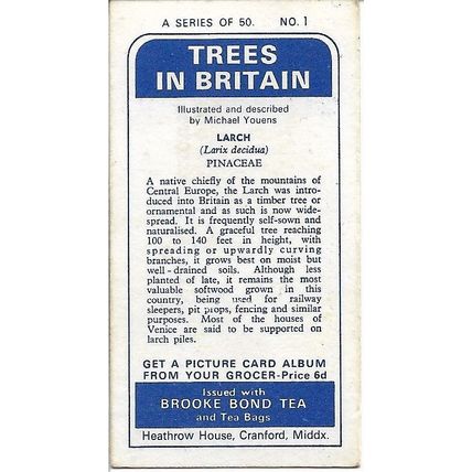 Trees in Britain 1966 Brooke Bond Tea Card 1 - Larch