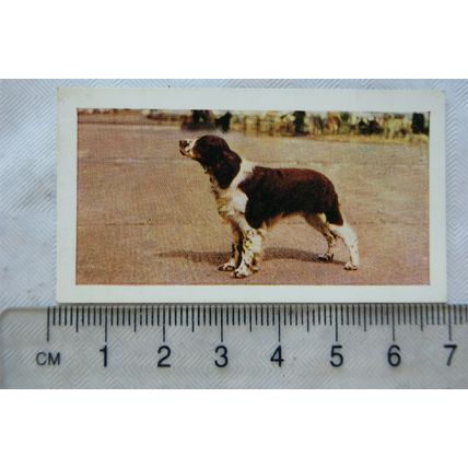 1961 Hornimans Tea Dogs No. 15 Springer Spaniel