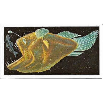Incredible Creatures 1985 Brooke Bond Tea Card 13 - Deep-Sea Angler Fish