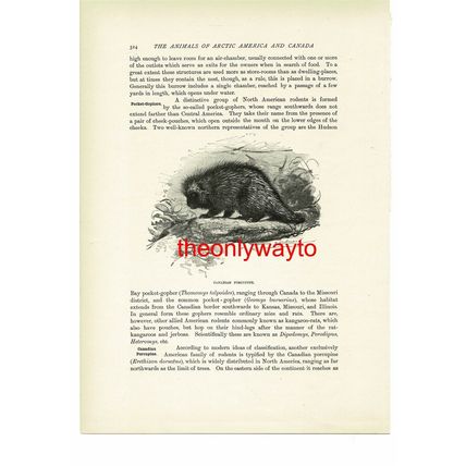 Canadian Porcupine, Animal Book Illustration (Print), c1916