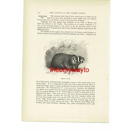 Americal Badger, Animal Book Illustration (Print), c1916