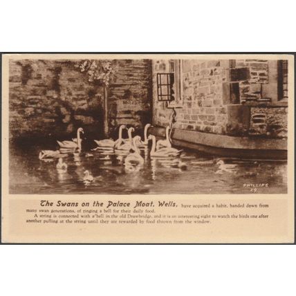 The Swans on the Palace Moat, Wells, Somerset, 1967 - Phillips Postcard
