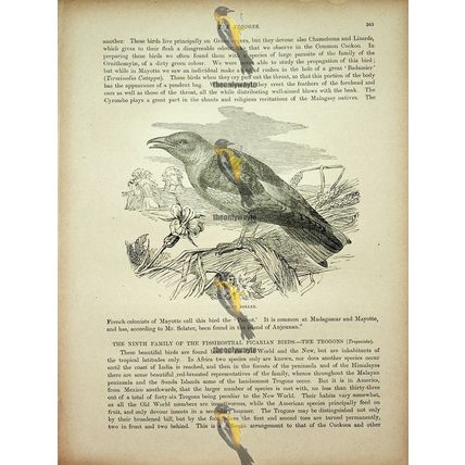 Blue Roller, Natural History Book Illustration, 1896
