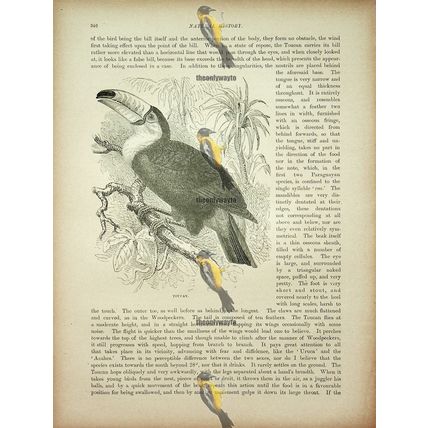 Toucan, Natural History Book Illustration, 1896
